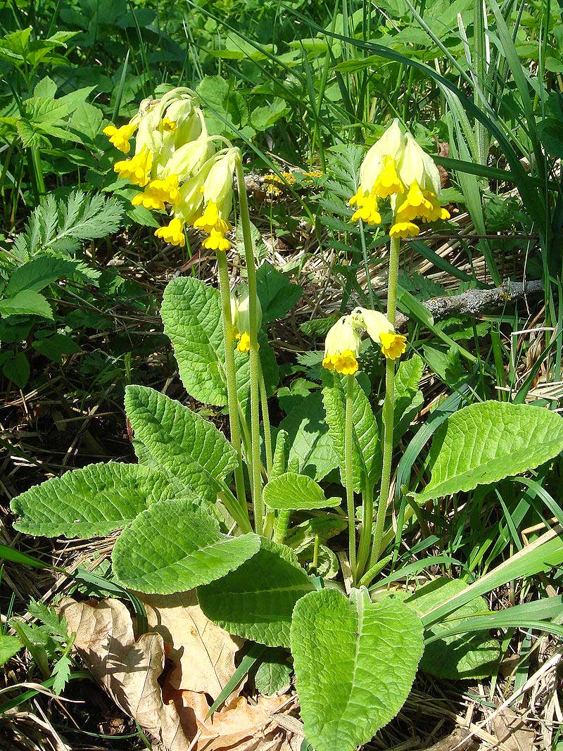   Schlüsselblume