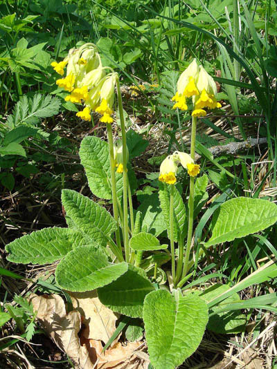   Schlüsselblume