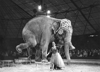 Frieda Sembach-Krone