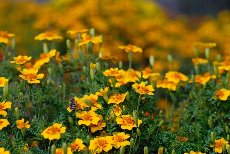   Tagetes